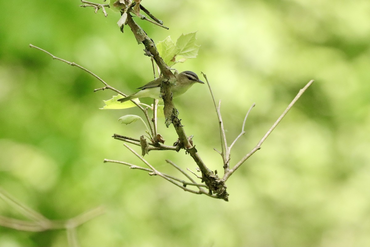 Red-eyed Vireo - ML619574173