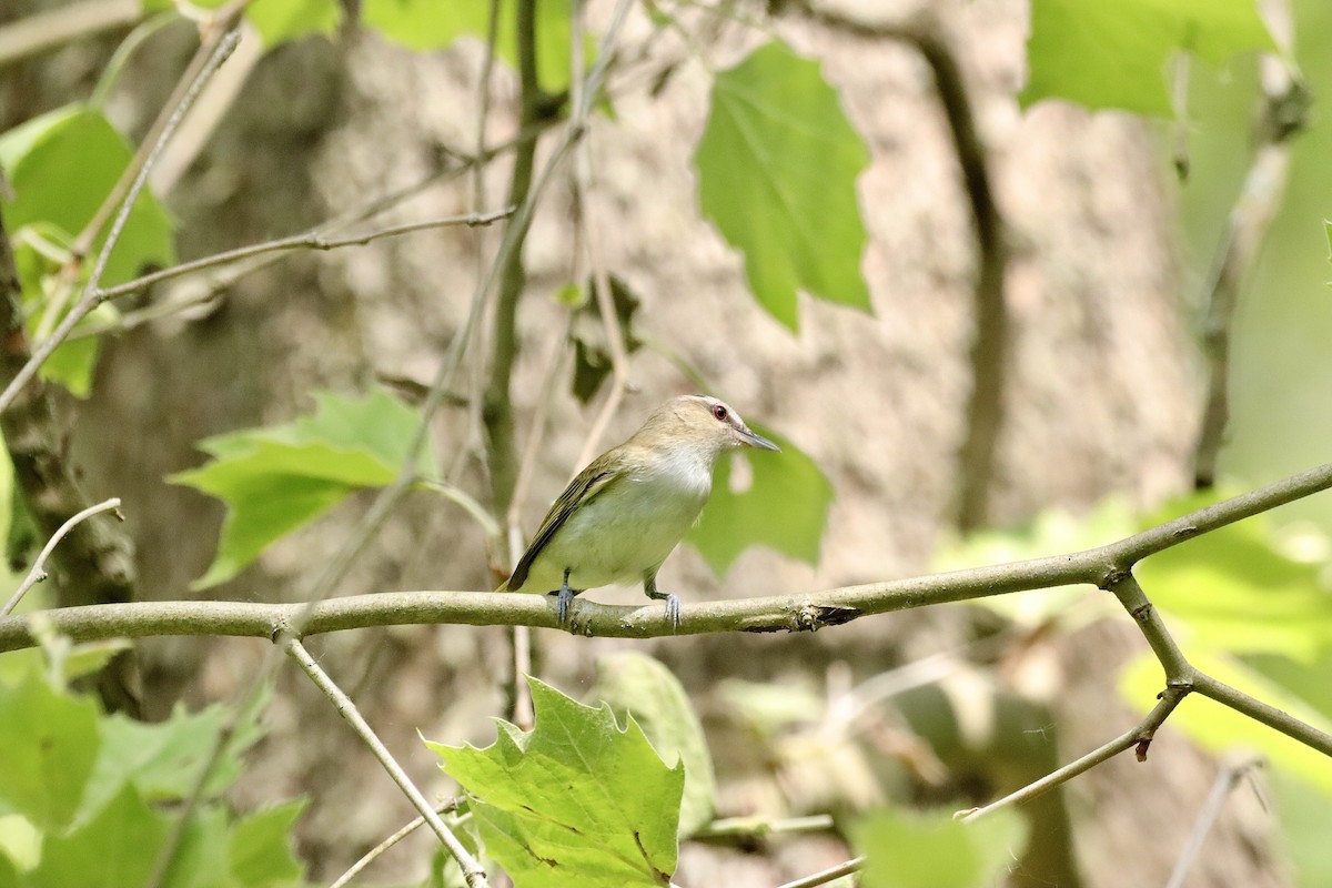 Red-eyed Vireo - ML619574174