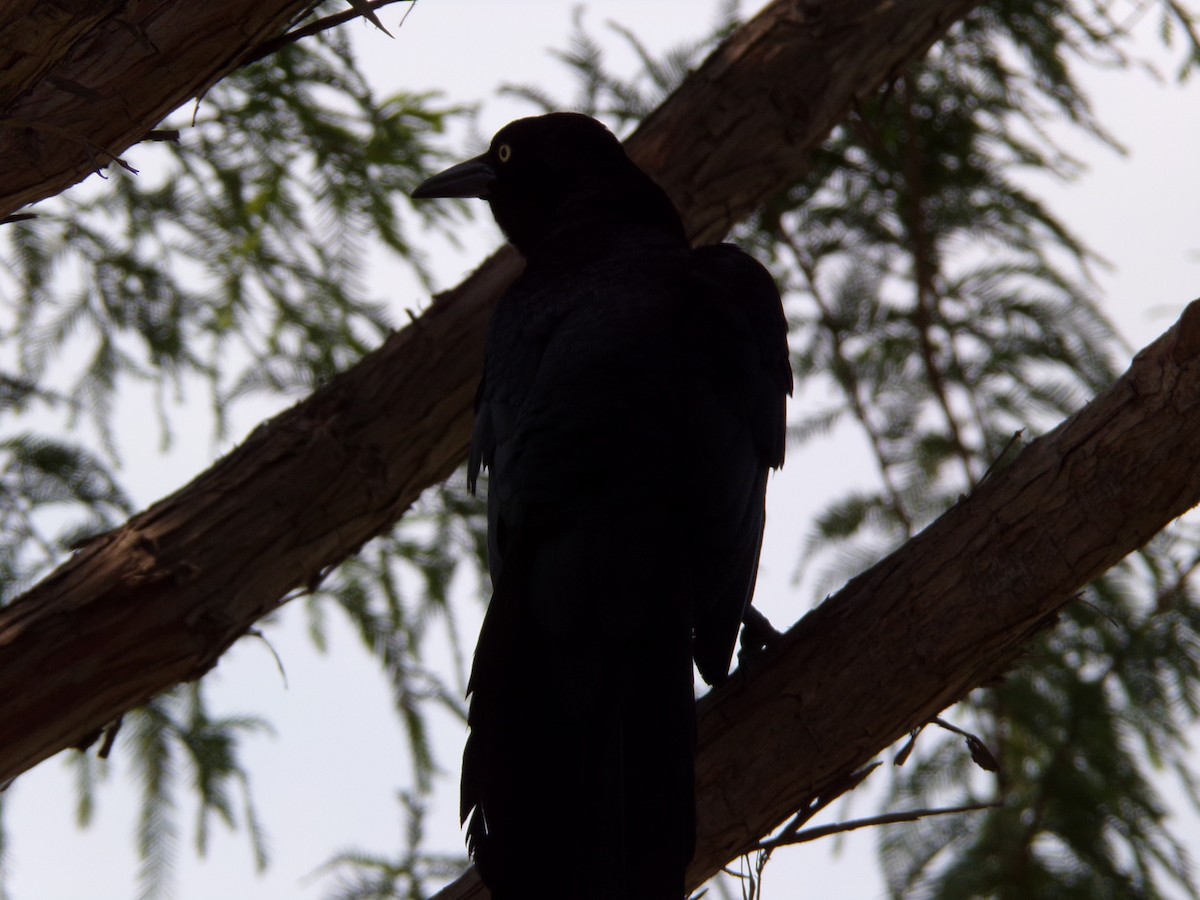 Great-tailed Grackle - Texas Bird Family