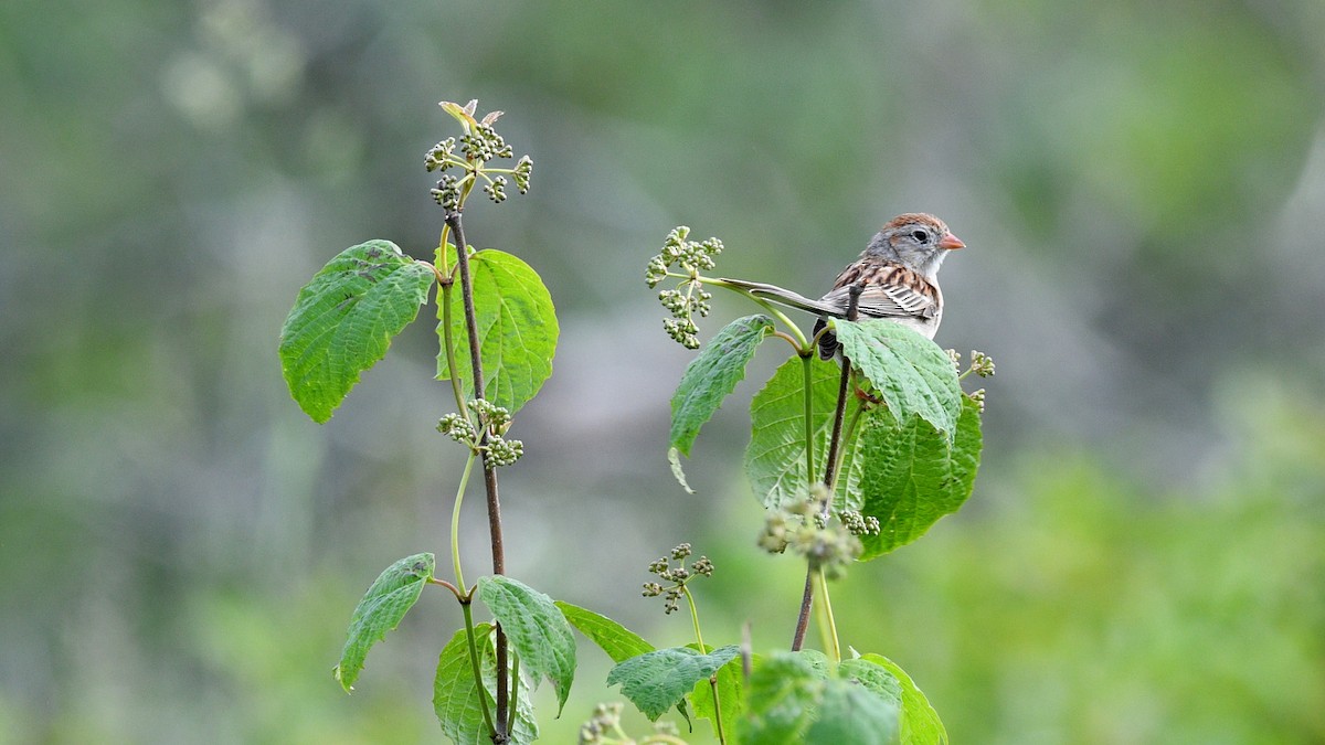Field Sparrow - Todd Norris