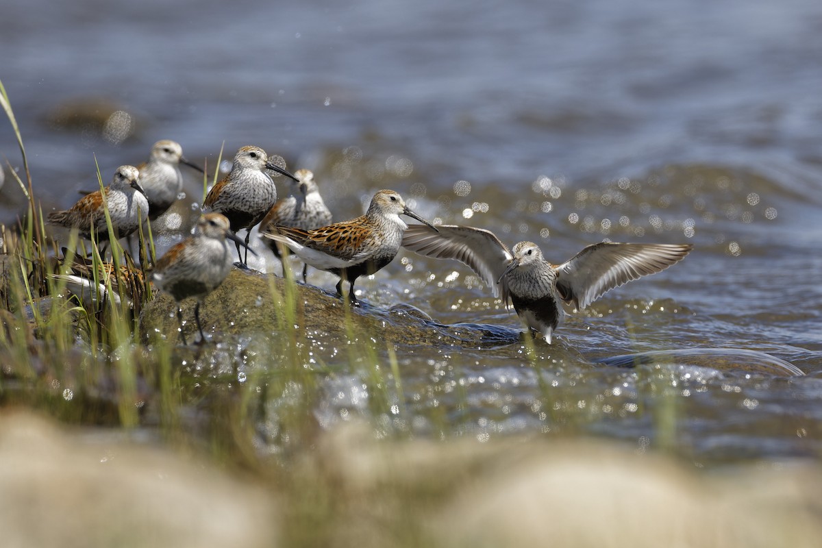 Dunlin - Mario St-Gelais