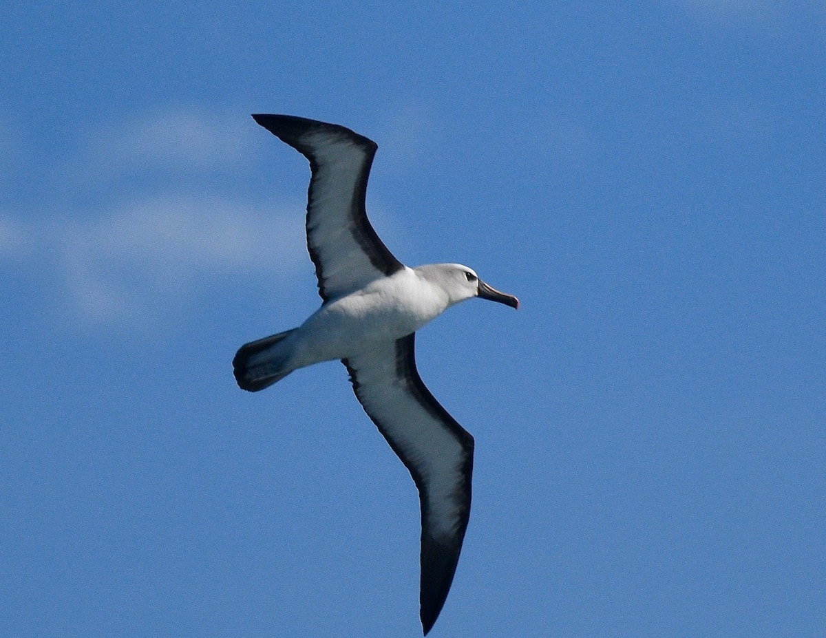 Atlantic Yellow-nosed Albatross - ML619574184