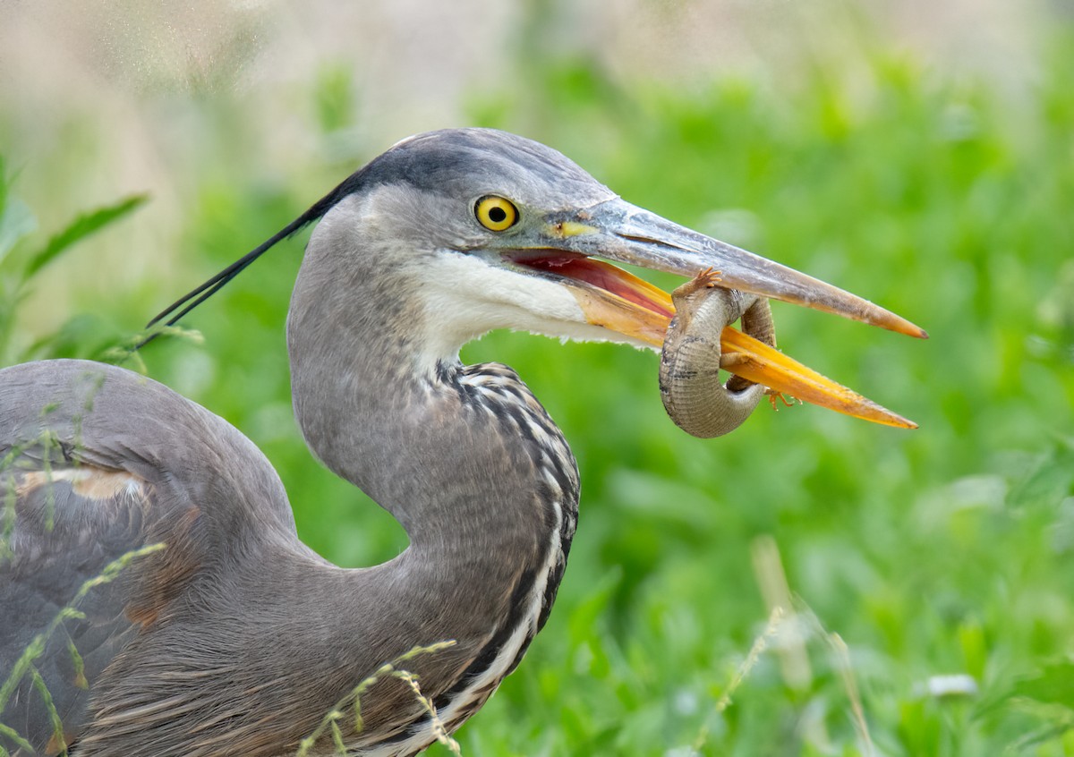 Great Blue Heron - Kim Moore