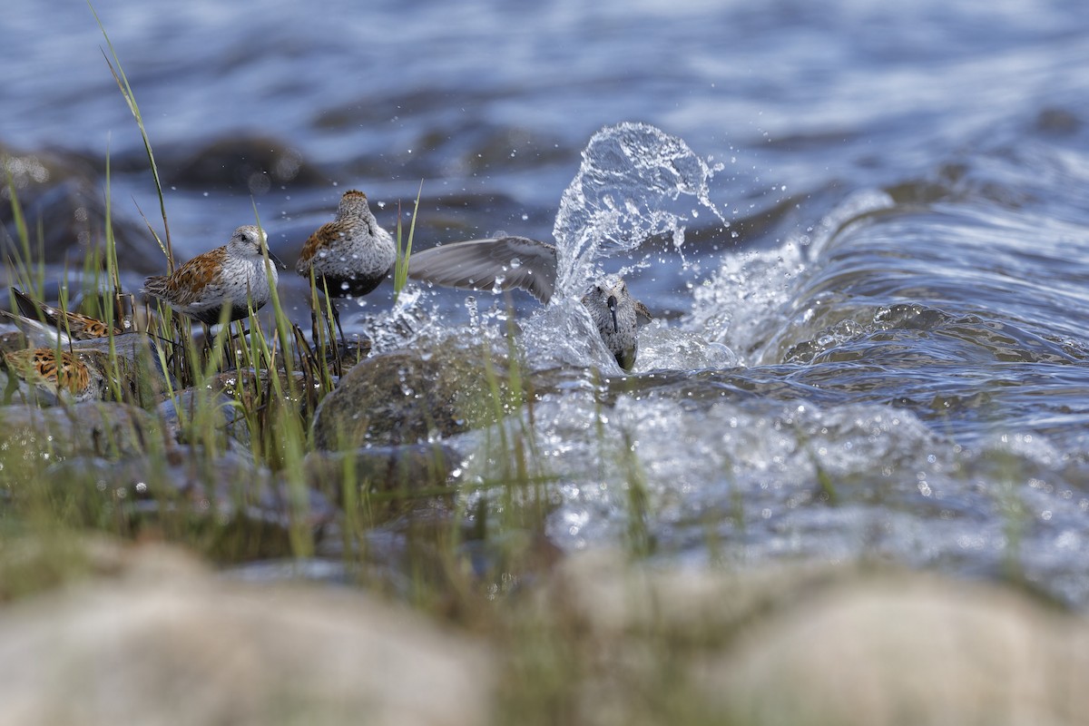 Dunlin - Mario St-Gelais