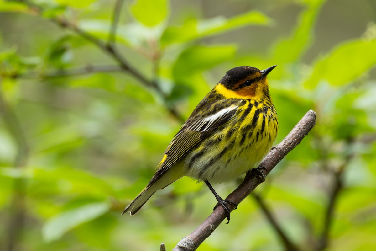 Cape May Warbler - Kees de Mooy