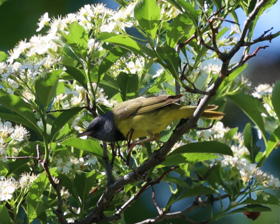 Mourning Warbler - Rita  Flores Wiskowski