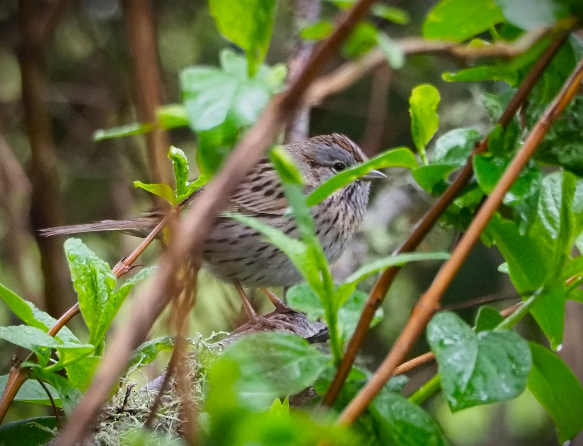 Lincoln's Sparrow - Dick Cartwright