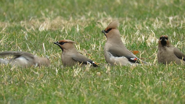 Bohemian Waxwing - ML619574225