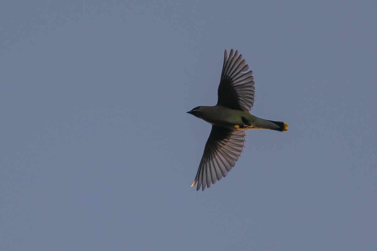 Cedar Waxwing - Stephen Davies