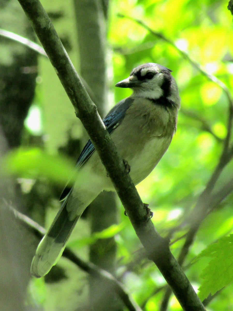 Blue Jay - Adrienne Burn