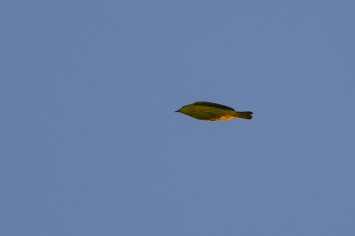 Yellow Warbler - ML619574234