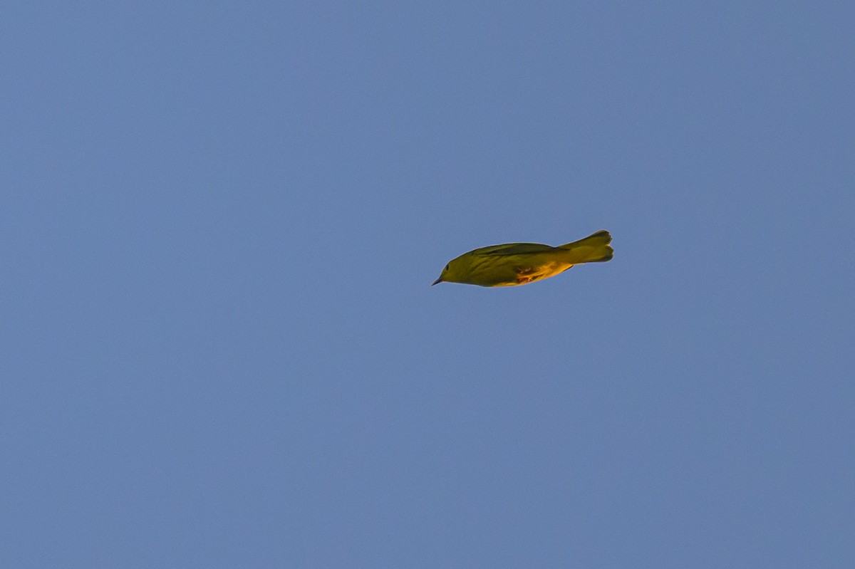 Yellow Warbler - ML619574235