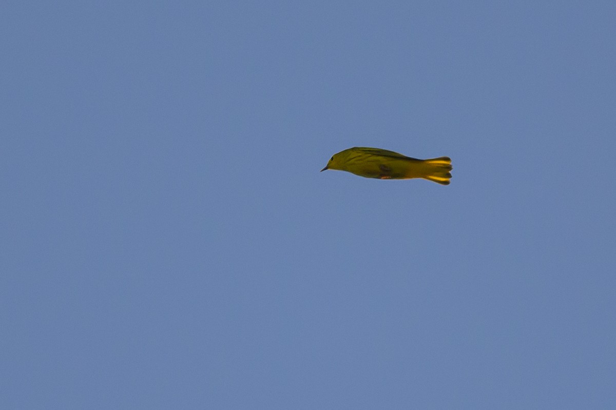 Yellow Warbler - ML619574236