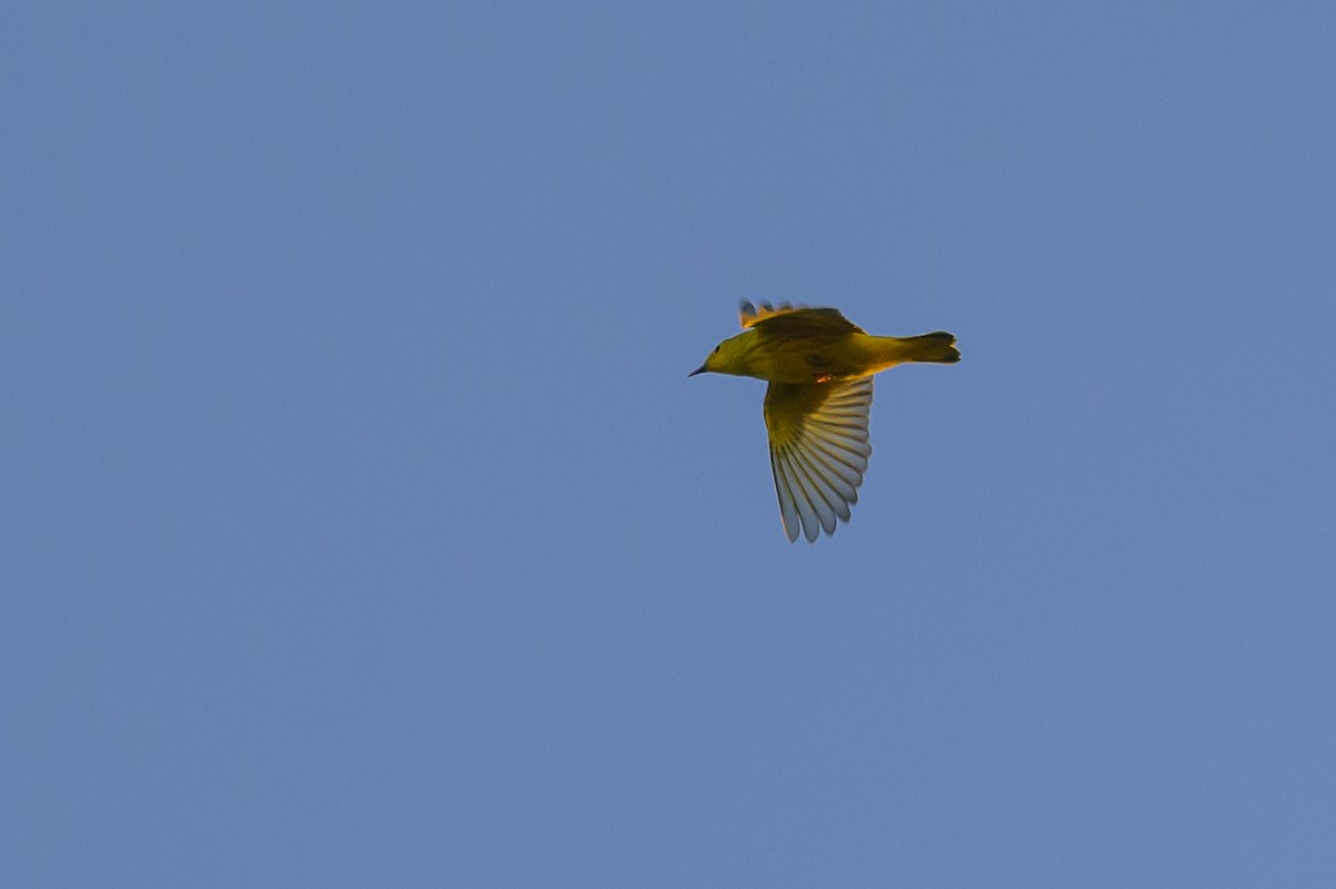 Yellow Warbler - Stephen Davies