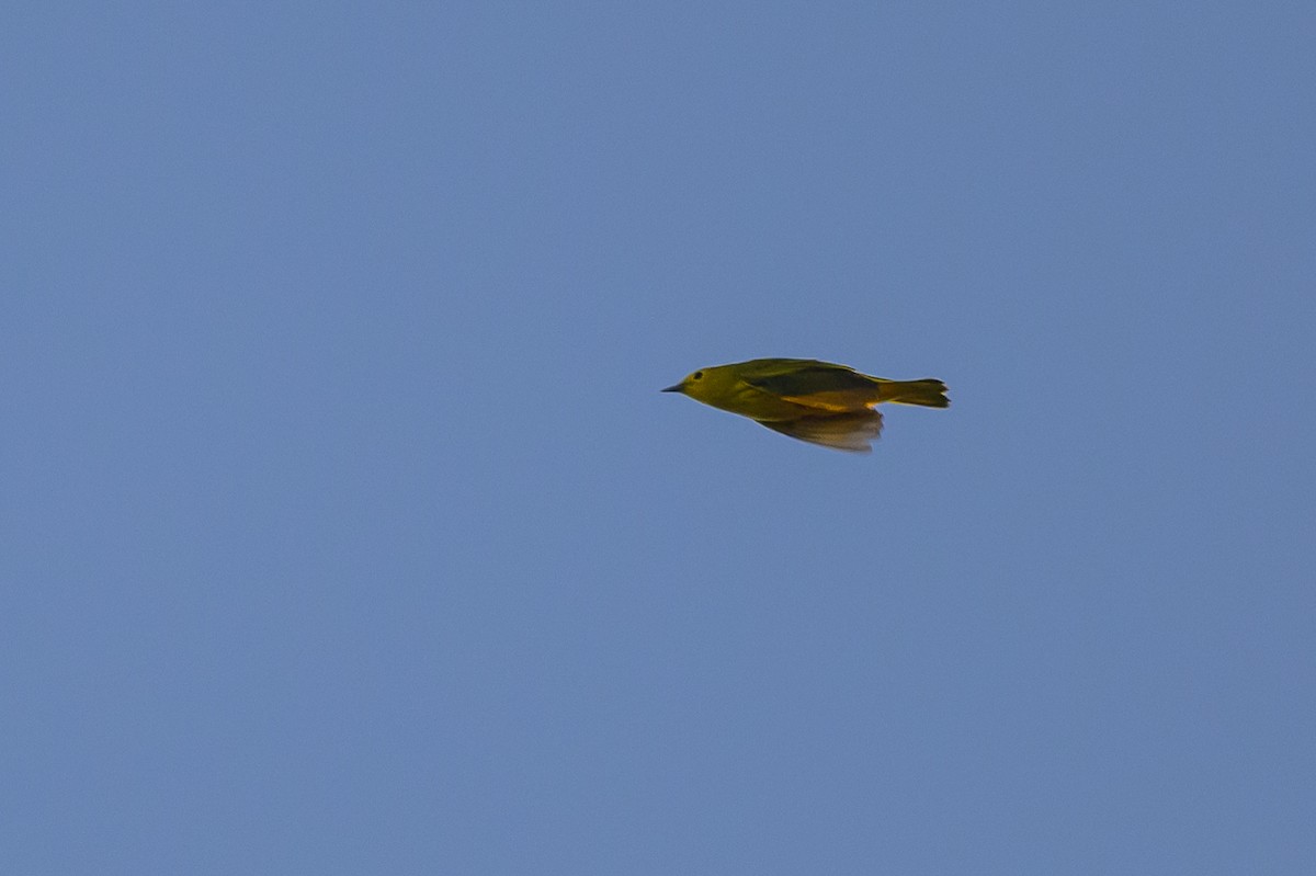 Yellow Warbler - ML619574239