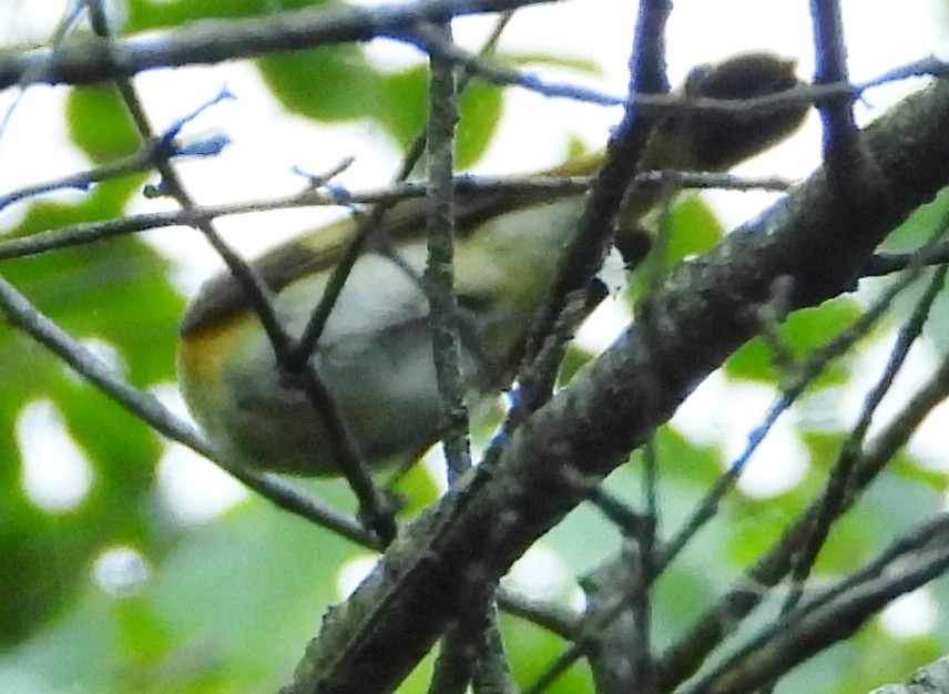 American Redstart - alan murray