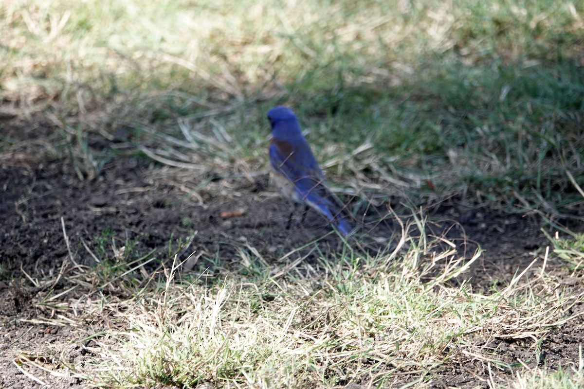 Western Bluebird - Ann Marshall