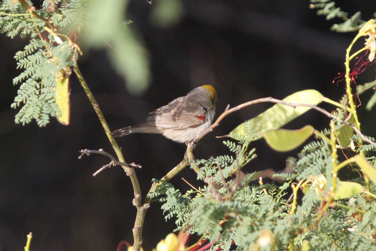 Verdin - Guy David