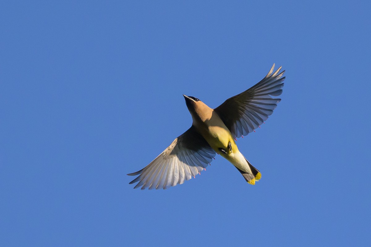 Cedar Waxwing - Stephen Davies