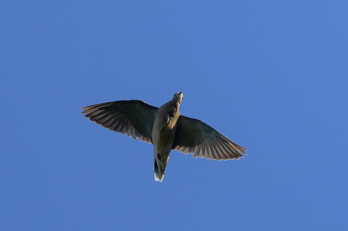 Mourning Dove - Stephen Davies