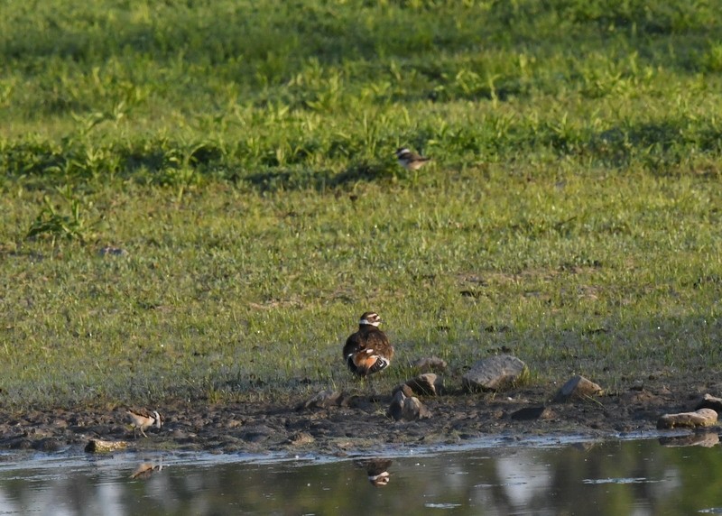 Killdeer - Doug Daniels