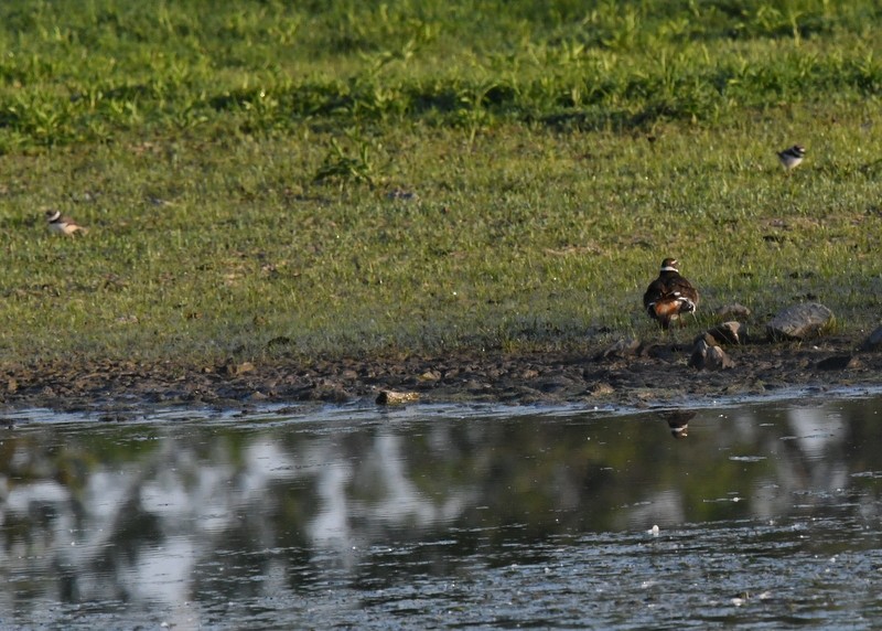 Semipalmated Plover - ML619574277