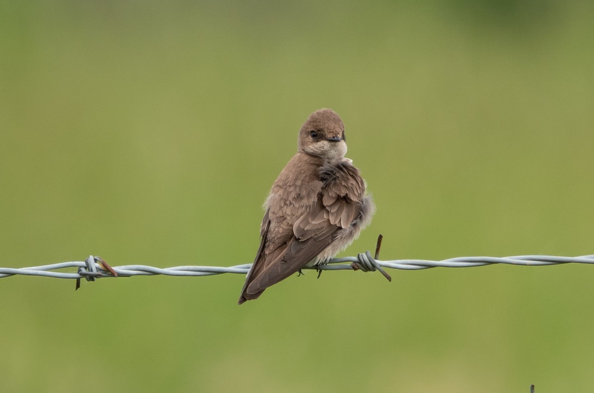 Northern Rough-winged Swallow - Gale VerHague