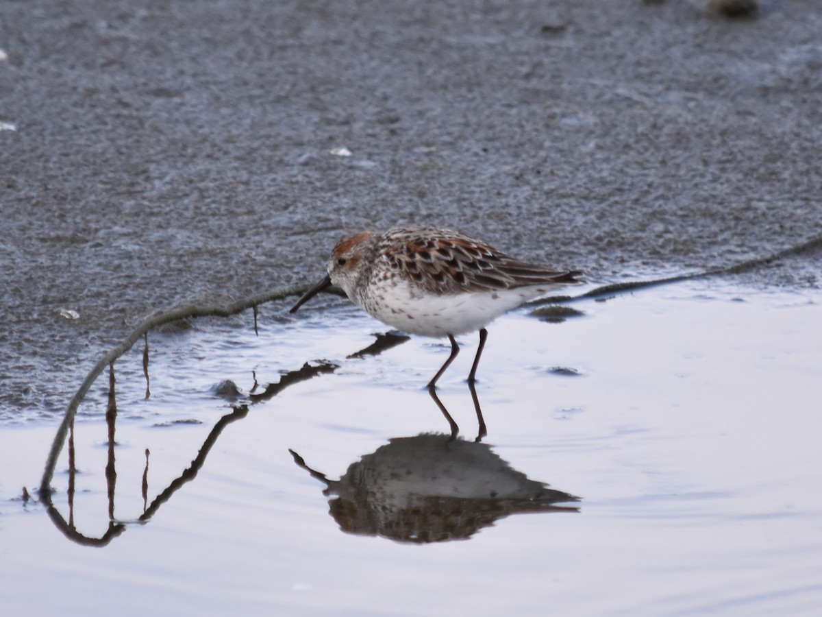 Western Sandpiper - Debbie Maas