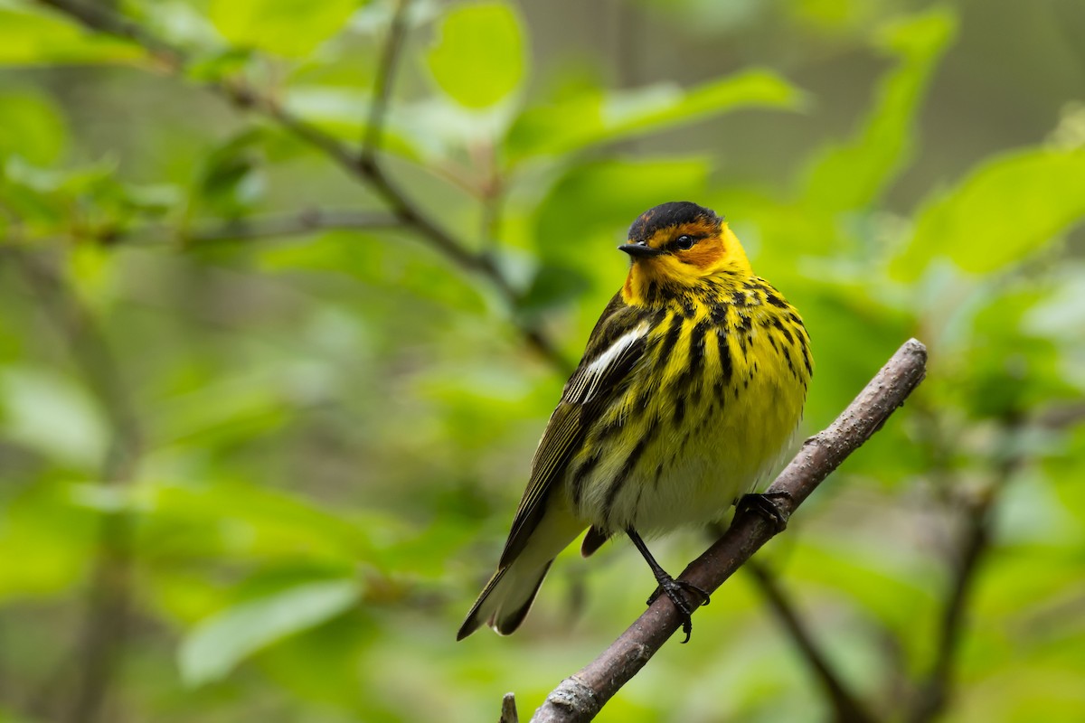 Cape May Warbler - Kees de Mooy