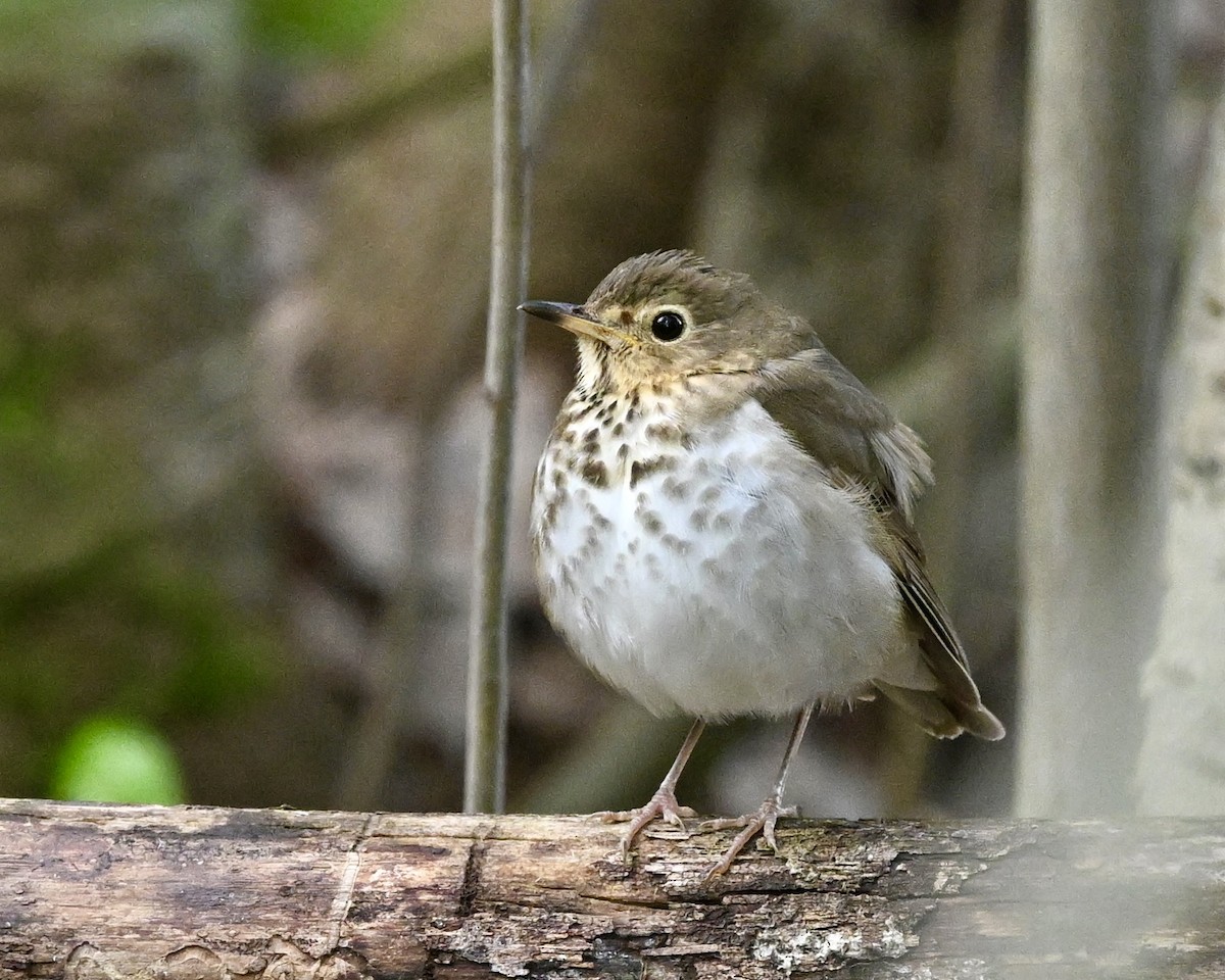 Swainson's Thrush - Joe Wujcik