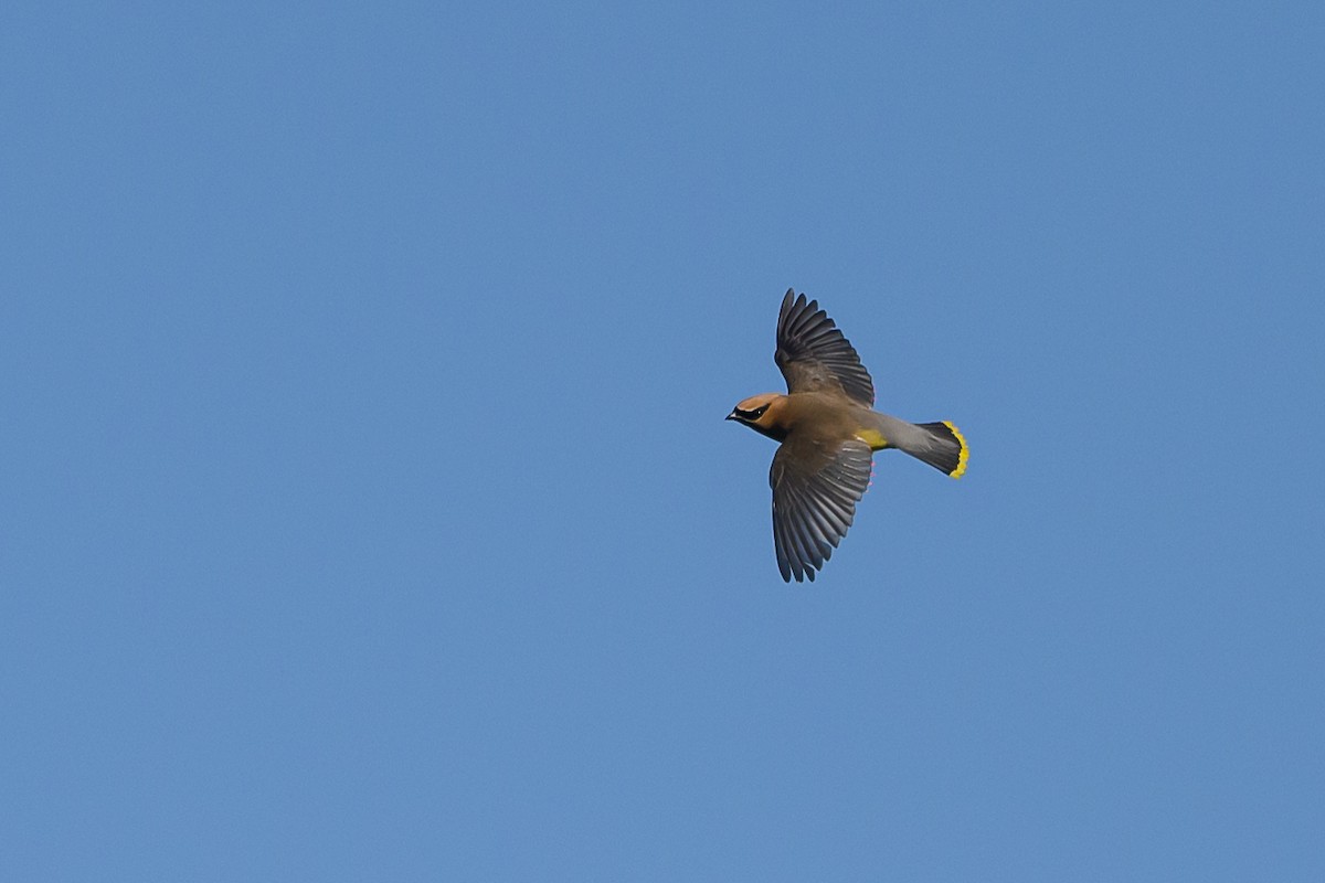 Cedar Waxwing - ML619574286