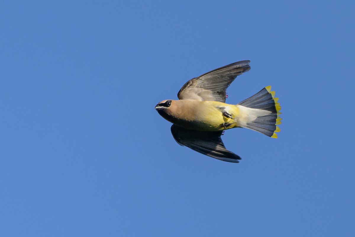 Cedar Waxwing - ML619574287