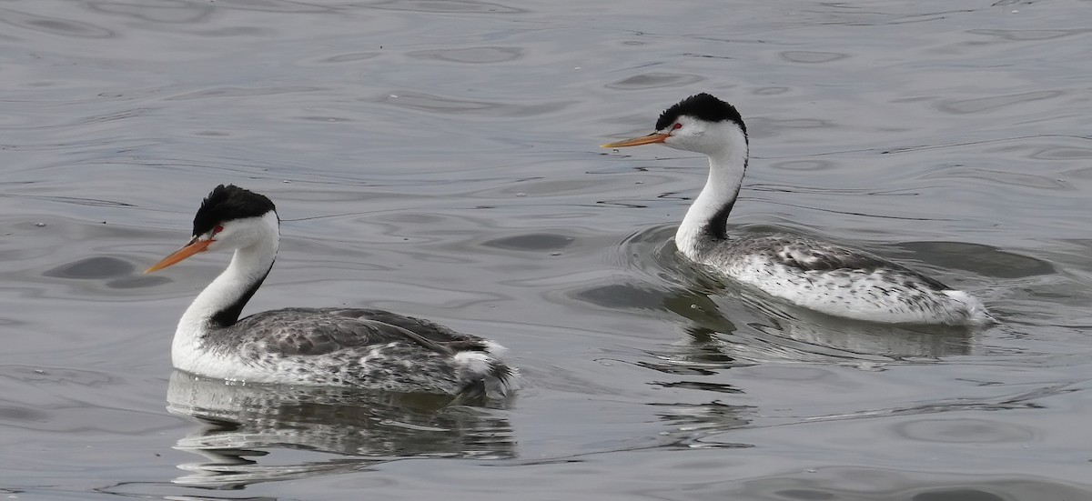 Clark's Grebe - Georges Kleinbaum