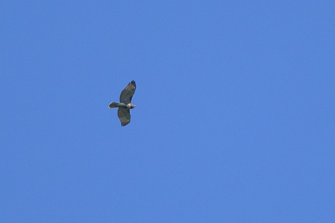 Red-tailed Hawk - Stephen Davies