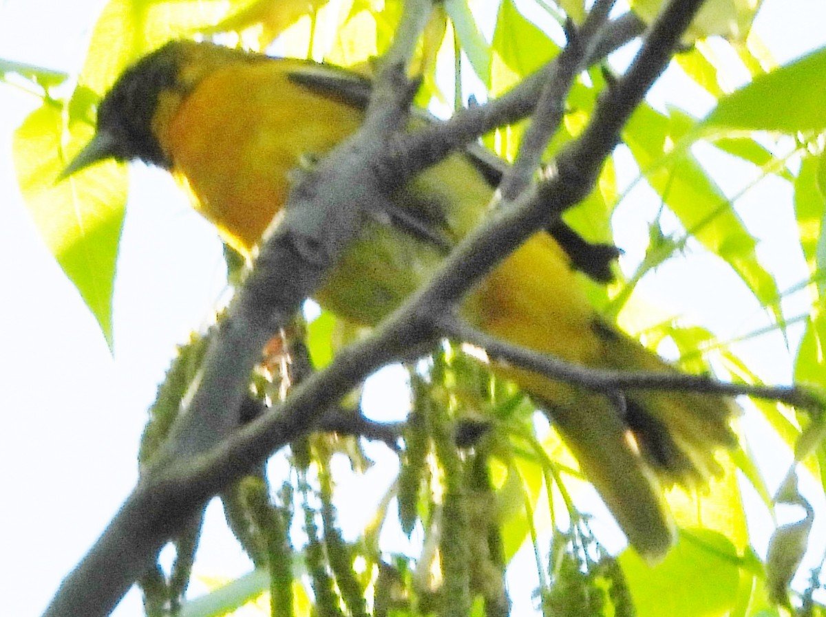 Baltimore Oriole - alan murray