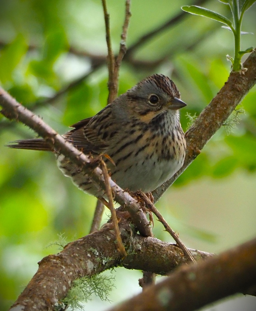 Lincoln's Sparrow - Dick Cartwright