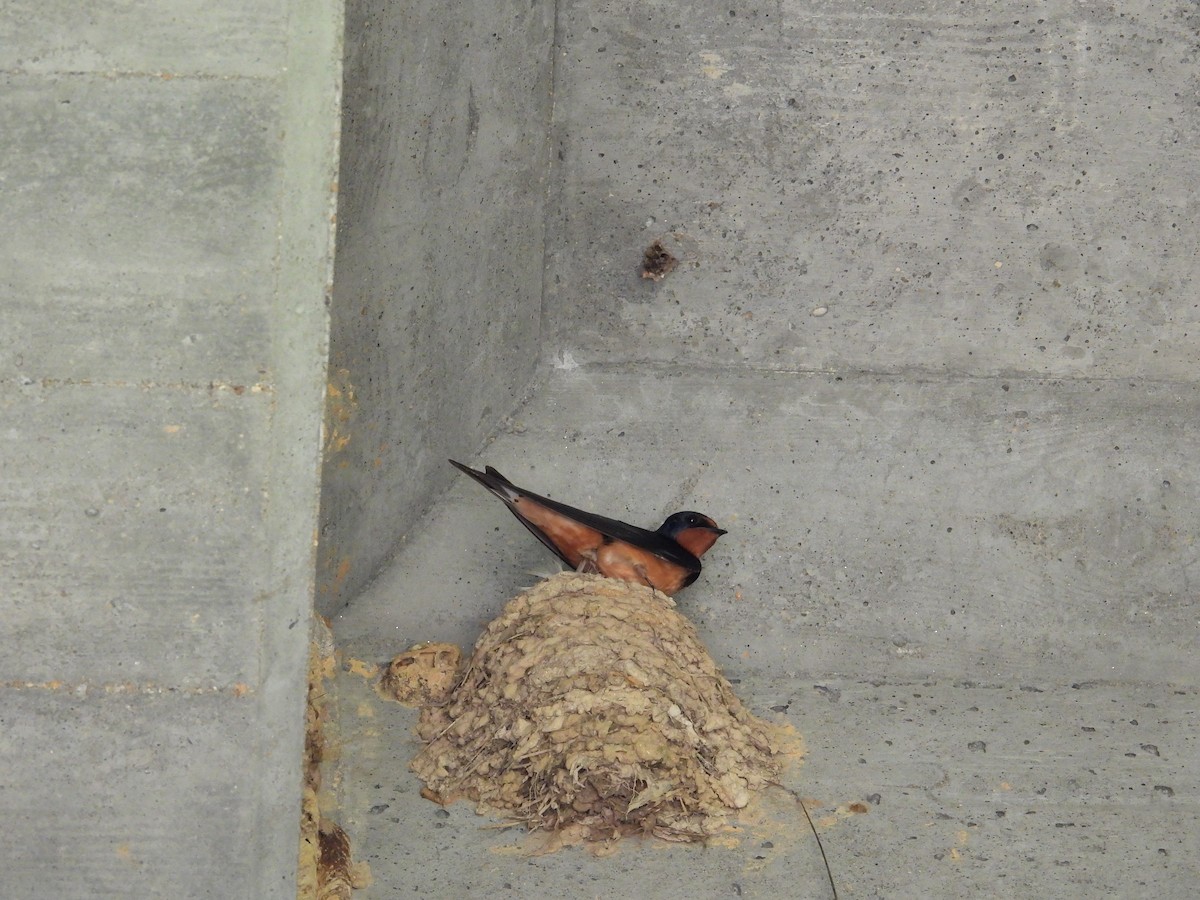 Barn Swallow - ML619574305