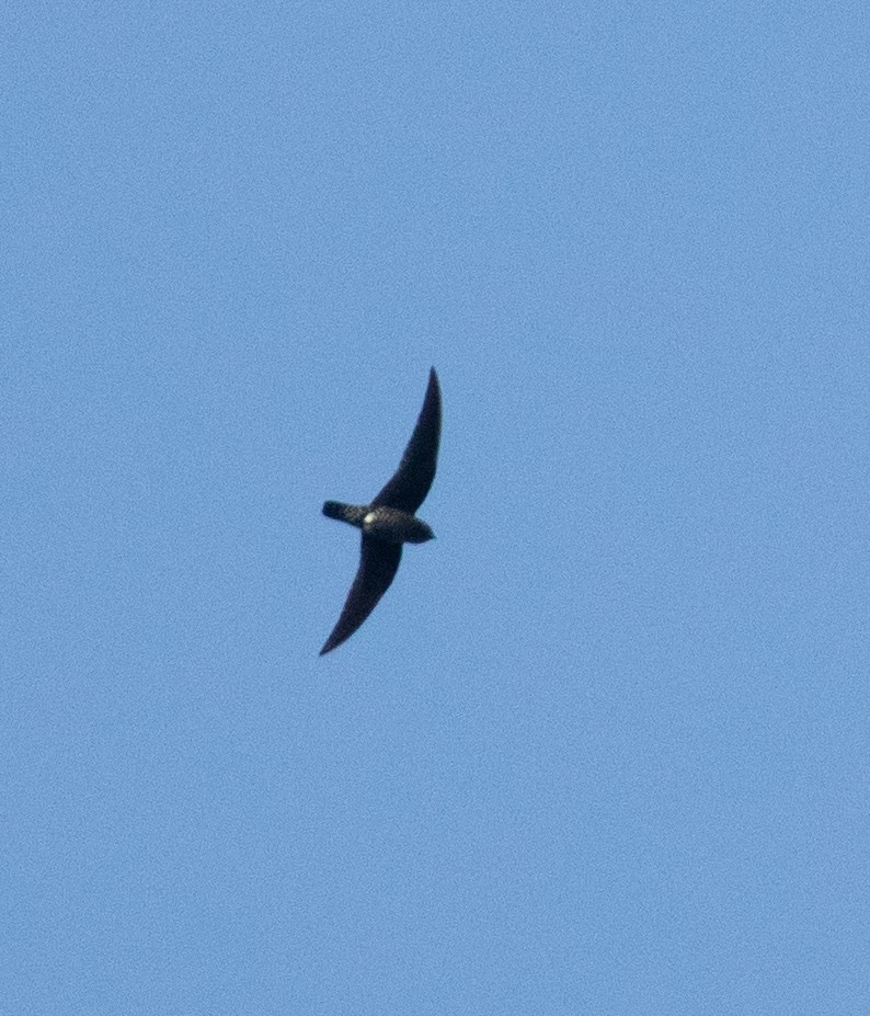 Black Swift - Euclides "Kilo" Campos