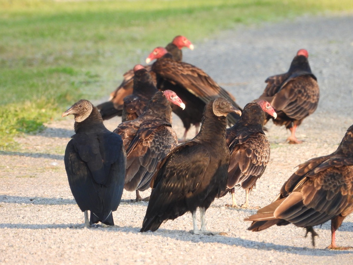 Turkey Vulture - Bob Lane
