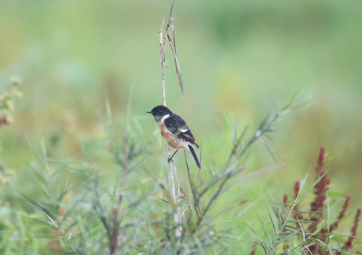 Siberian Stonechat - Praveen H N