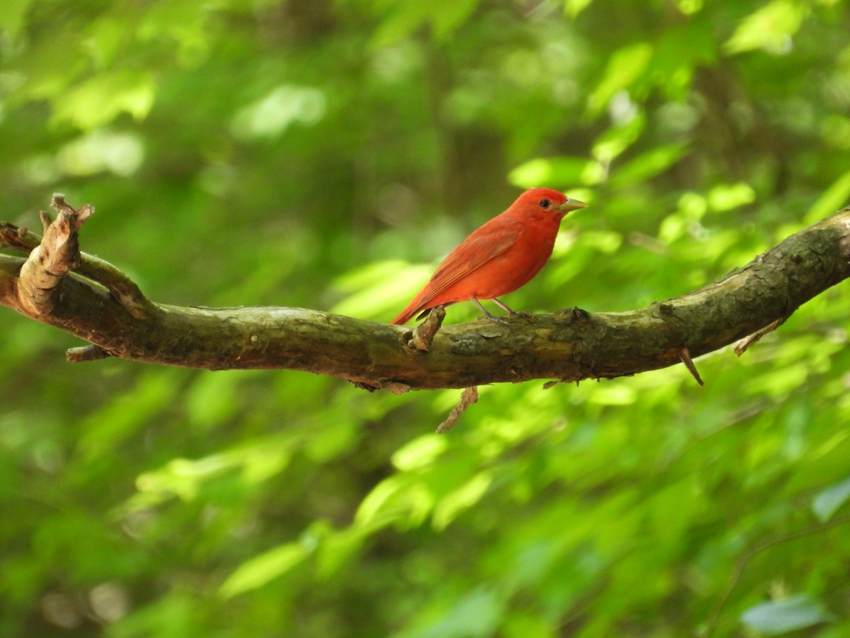 Summer Tanager - ML619574331