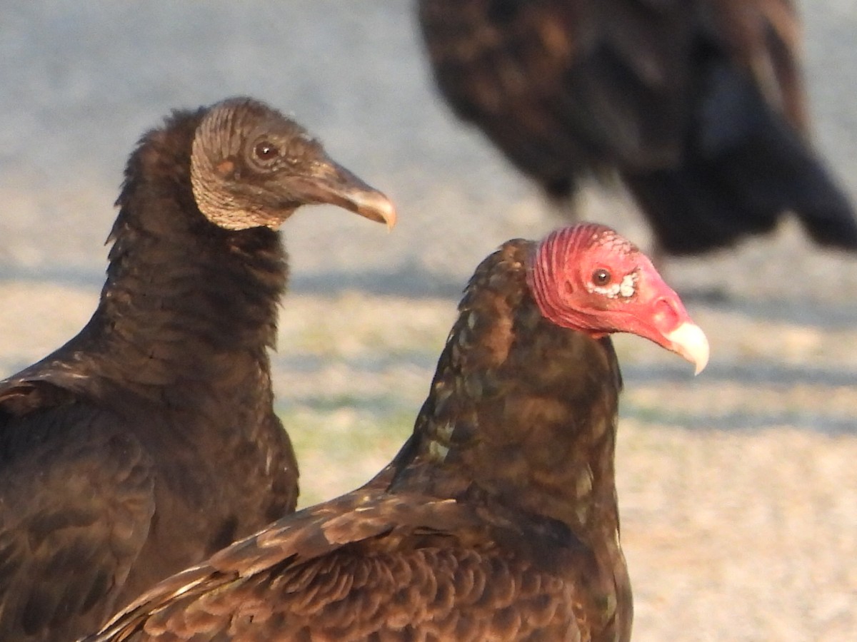 Turkey Vulture - Bob Lane