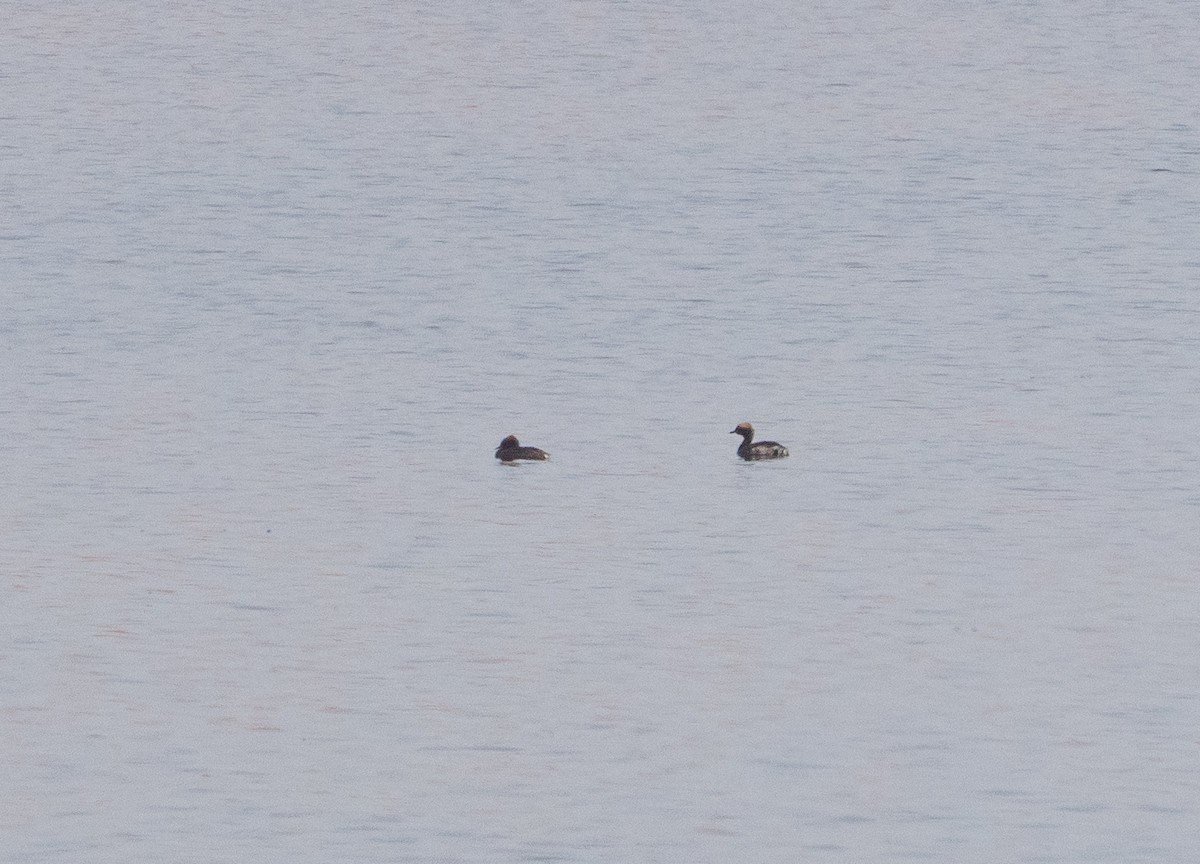 Horned Grebe - ML619574340