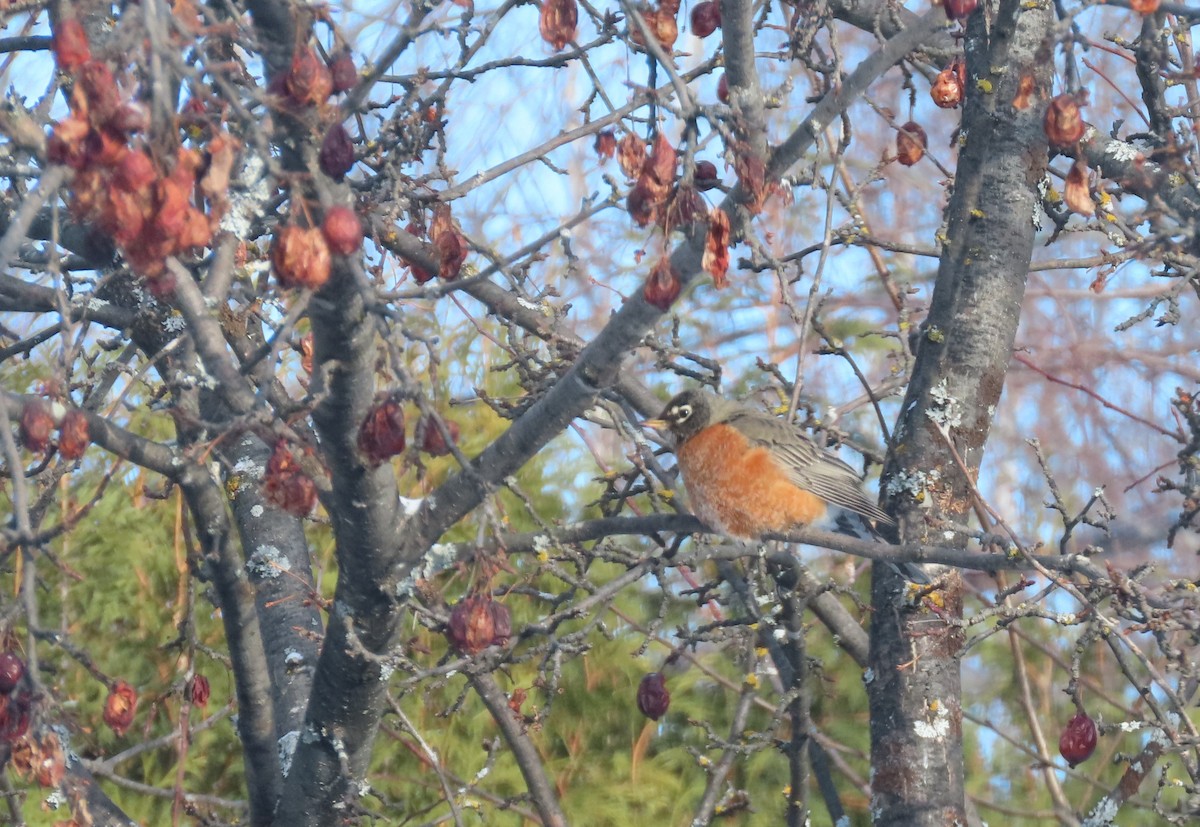 American Robin - Thomas Genna