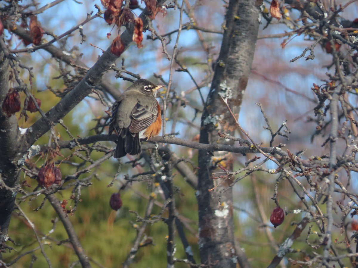 American Robin - Thomas Genna