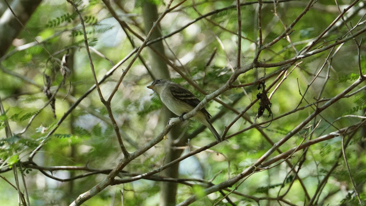 Alder Flycatcher - Paul Gössinger