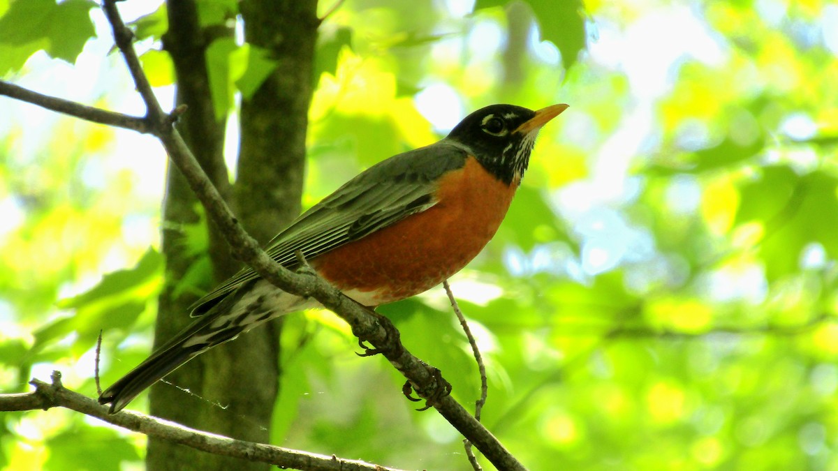 American Robin - Adrienne Burn