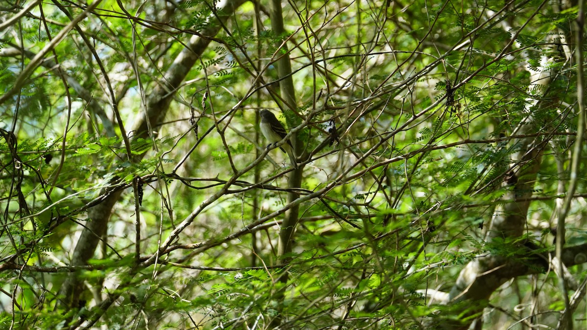 Alder Flycatcher - Paul Gössinger