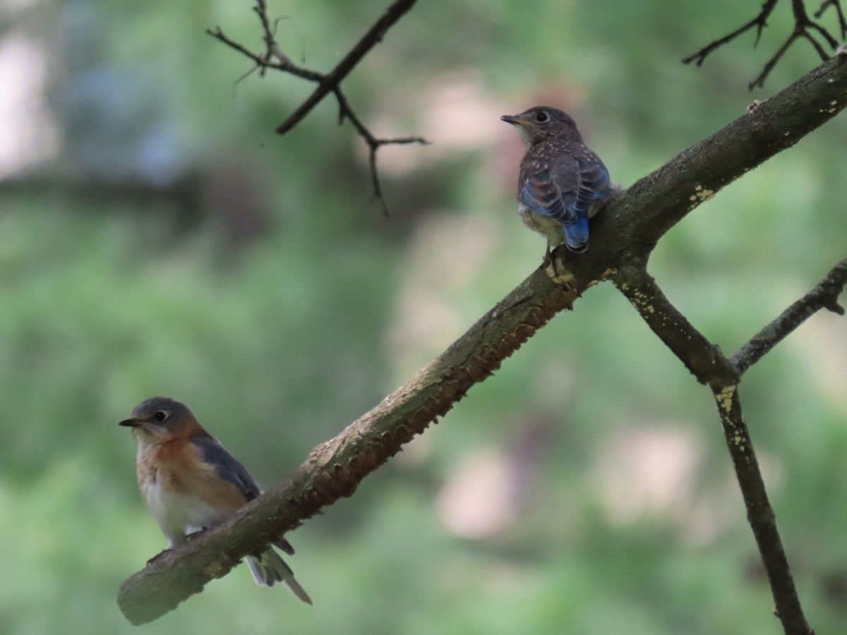 Eastern Bluebird - Clayton  Koonce