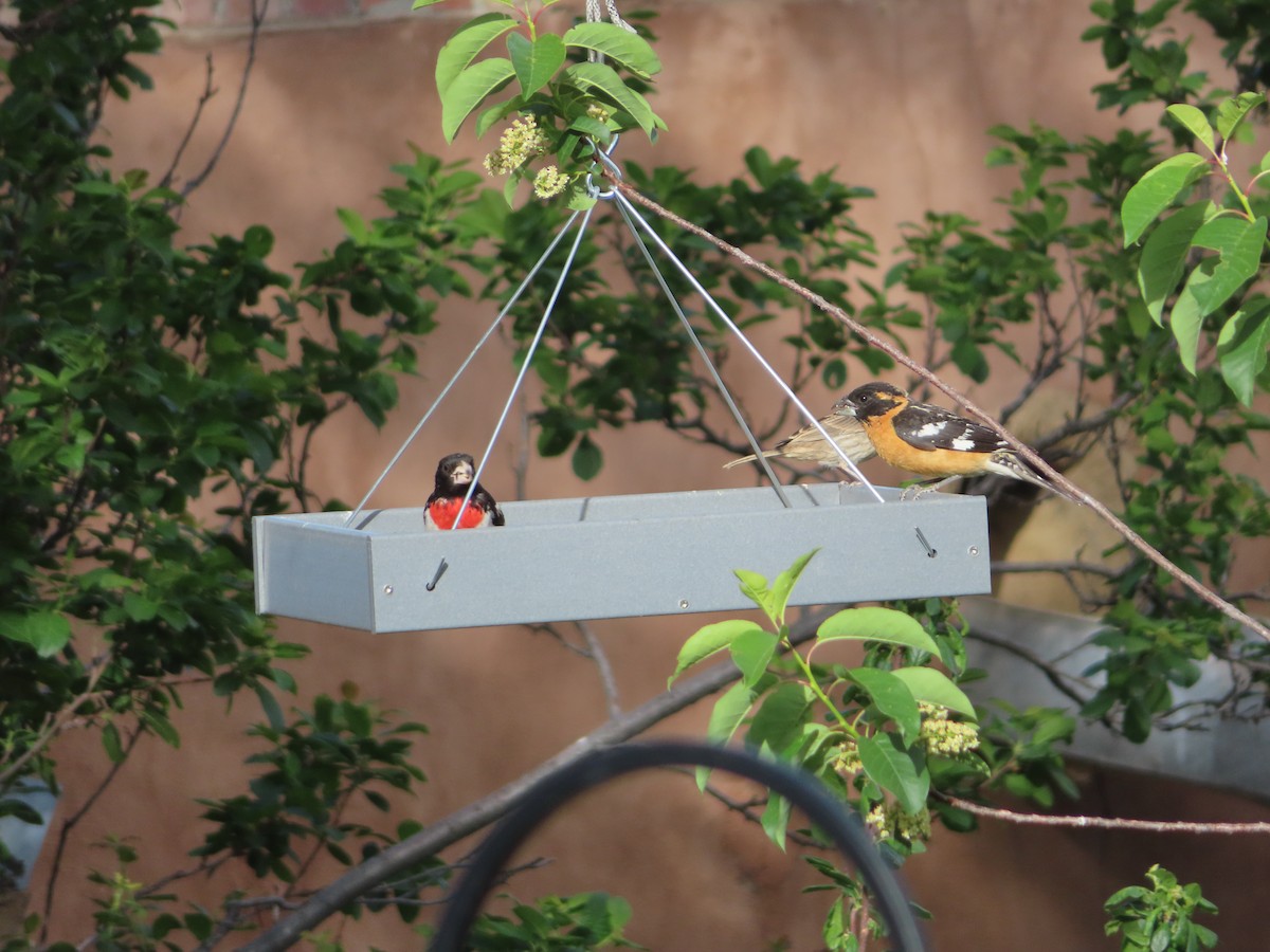 Rose-breasted Grosbeak - ML619574355